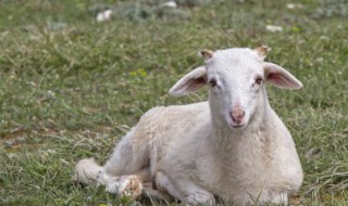 正宗炭烤羊腿腌制方法(炭火烤羊腿腌制配方)