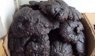 野生灵芝泡酒方法（灵芝配什么药材泡酒最佳）