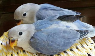 牡丹鹦鹉养殖方法 牡丹鹦鹉养殖方法图解