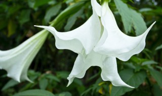 曼陀罗泡酒的方法(曼陀罗泡酒的方法和用量)