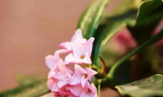 美丽的瑞香花花语是否也寓意美好呢 美丽的瑞香花花语是否也寓意美好呢英文