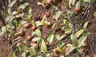 油茶一亩可产多少茶籽 一亩油茶可以产多少茶油