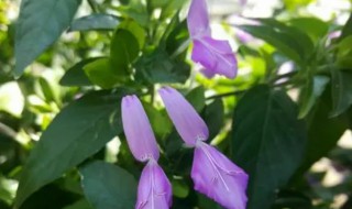 红丝线哪些人不能喝（红丝线能吃吗）