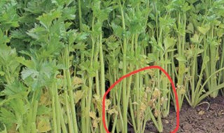 水芹菜什么时候种植（水芹菜什么时候种植最合适）