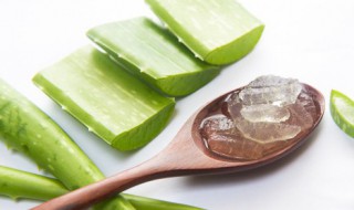芦荟怎么做好吃 芦荟能吃吗怎么吃