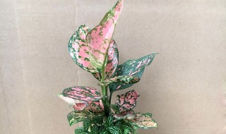 如意皇后水培方法（如意皇后能水培养吗）