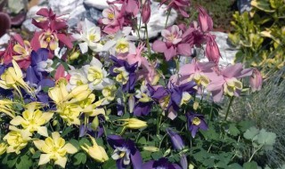 盆栽耧斗菜的种植方法（耧斗菜适合地栽吗）