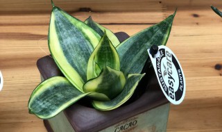 虎皮兰插枝方法（虎皮兰的插栽方法）