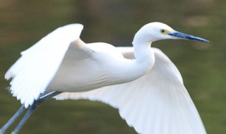 白鹭的特点 白鹭的诗句