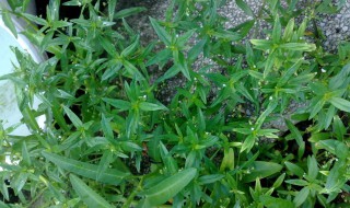 蛇舌草的功效与作用 蛇舌草的功效与作用及食用方法