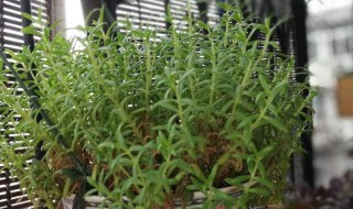 盆垂草的养殖方法 垂盆草的养殖方法和注意事项