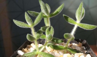 绒针的养殖方法(绒针怎么养)