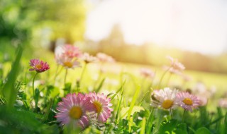 有关春天的排比句和比喻句 有关春天的排比句和比喻句大全