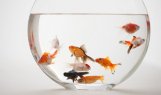 罗汉鱼养殖方法（罗汉鱼养殖方法和技巧）