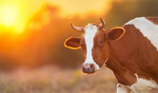 牛宝怎么做好吃（牛睾丸怎么吃最壮阳）