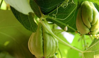 佛手瓜的保存方法（佛手瓜怎么保存才能明年发芽）