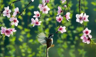 春风一拂千山绿下一句（春风一指千山绿下一句）