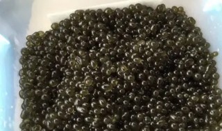 葛仙米怎么种植 葛仙米种植技术