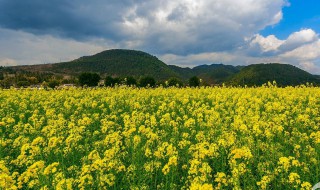 油菜花的古名叫什么?（油菜花古称）