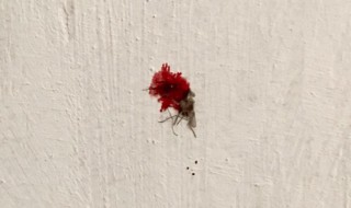 妙招清除墙上蚊子血 墙壁上的蚊子血怎么弄去