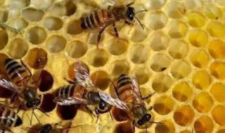 蜜蜂冬天几天喂一次（蜜蜂冬天几天喂一次糖水）