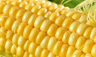 水果玉米和糯玉米热量 水果玉米和糯玉米热量高吗