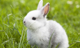 兔子为什么生仔后吃掉小兔子 兔子为什么生仔后吃掉小兔子呢