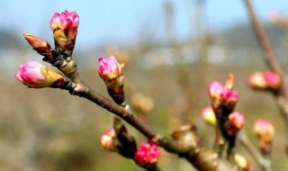 樱桃开花了可以剪枝吗 樱桃开花了可以剪枝吗视频