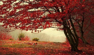 香山公园红叶最佳观赏时间（香山公园红叶最佳观赏时间是几点）