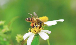 春天找蜜蜂最快方法（小蜜蜂找春天）
