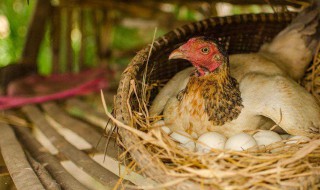 如何辨别母鸡快下蛋的特征 如何辨别母鸡快下蛋的特征呢