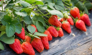 营养土可以种草莓吗 多肉营养土可以种草莓吗