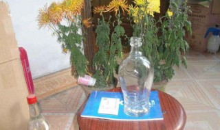 小口玻璃瓶养什么植物 小口玻璃瓶养什么植物好