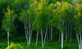 白桦树什么季节生长 白桦树什么季节最好看