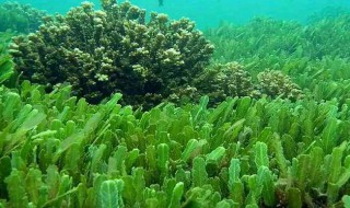 藻类在人类社会发展过程中的作用（藻类在自然界和人类生活中的作用）