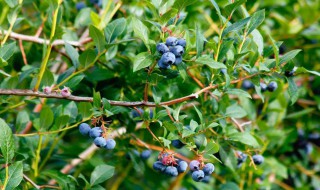 种蓝莓树什么时候种 种蓝莓树什么时候种植