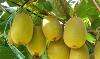 猕猴桃是什么季节长的 猕猴桃是什么季节长的果实