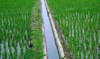 水稻种子发芽的条件 水稻种子发芽的条件是