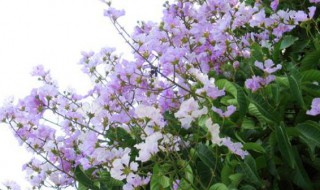 花瓶紫薇后期养护（紫薇花瓶盆景）