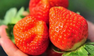 草莓自然成熟的季节是什么时候 草莓成熟的季节是什么季节?