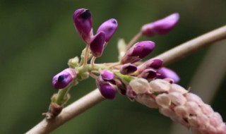 紫藤花什么时候发芽开花 紫藤花什么时候发芽开花呢