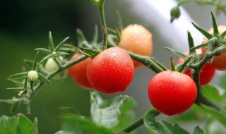 西红柿小苗怎么种 西红柿小苗怎么种出来的