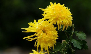 菊花冬天怎么换盆（菊花冬天怎么换盆视频）