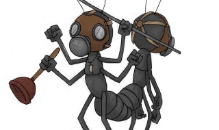 最简单最高效率的家庭灭蚂蚁方法 家中如何灭蚂蚁