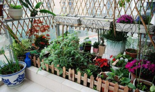 阳台种植蔬菜好么 阳台种植蔬菜好么吗