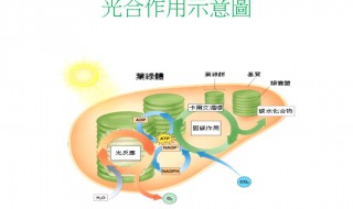 光合作用的光饱和点是什么 光合作用光饱和点图解