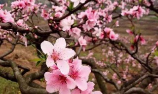 四月份苏州赏花景点 苏州赏花好去处4月