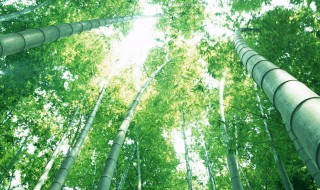 竹子属种是什么 竹子属种是什么生肖