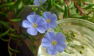 蓝花亚麻适合什么季节种植 蓝花亚麻花期几月