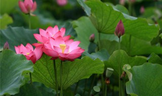 荷花是什么时候什么季节开 荷花是什么时候什么季节开放的